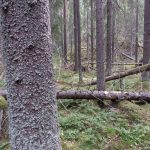 Valokuva: Auli Kilpeläinen